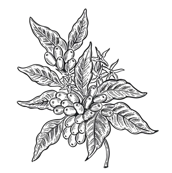 Coffee Plant Patternストックベクター ロイヤリティフリーcoffee Plant Patternイラスト ページ 8 Depositphotos