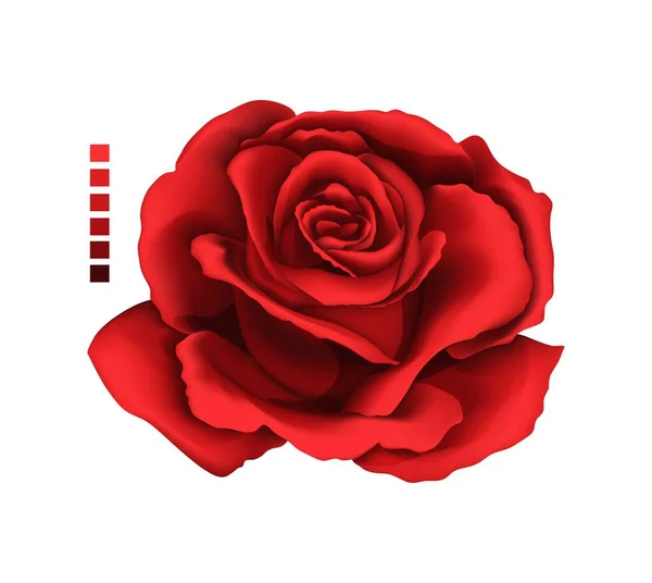 Perfect Rose Hand Drawing Mesh Colored Ruby Red Shadows Gradient — 图库矢量图片