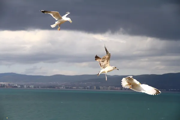 Gökyüzünde üç martılar — Stok fotoğraf