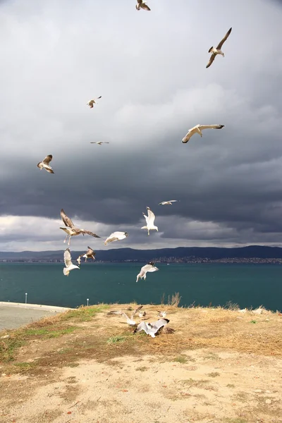 Seagulls latania — Zdjęcie stockowe