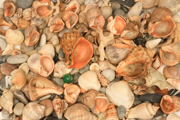 Muitas conchas do mar diferentes e pedras do mar juntos . — Fotografia de Stock