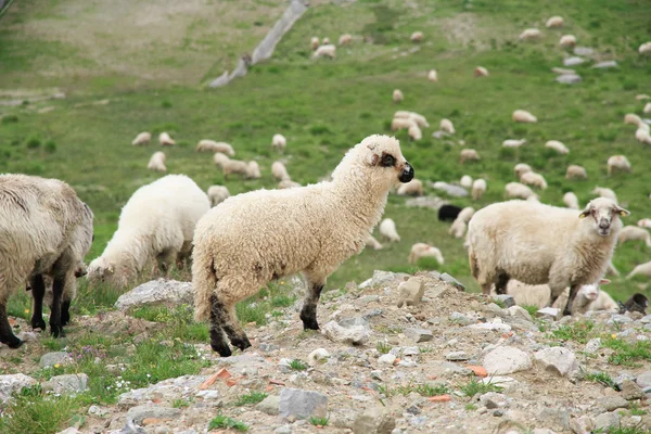 A lot of sheep — Stock Photo, Image