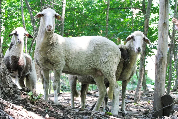 Several domestic sheep are walking in the woods. — Stock Photo, Image