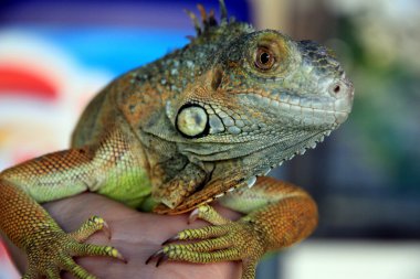 parlak ve güzel iguana.