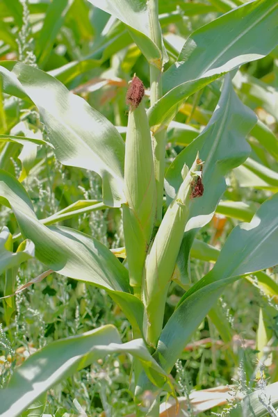 Cornfields. — Stock Photo, Image