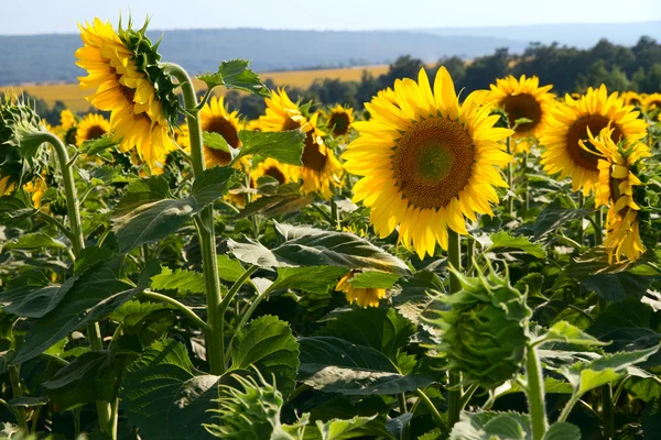 Many large and bright sunflowers on the field. Large yellow peta — Stock Photo, Image