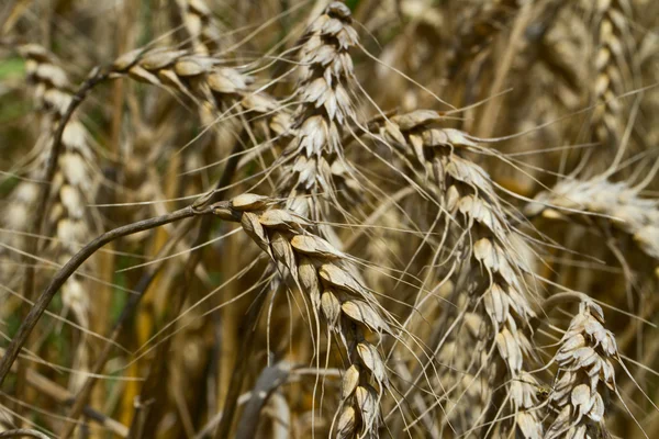 Wheat Fields — Stock Photo, Image
