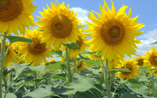 Many large and bright sunflowers on the field. Large yellow peta — Stock Photo, Image