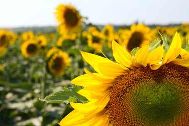 çok büyük ve parlak ayçiçeği alanında. büyük sarı peta