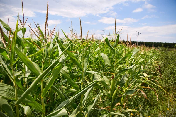 Cornfields. — Stock Photo, Image