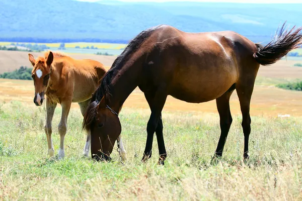 Paard en veulen grazen in een weide — Stockfoto