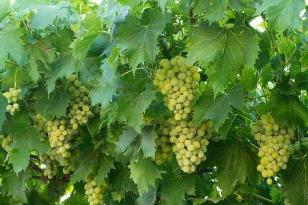 Un'uva verde sul ramo — Foto Stock