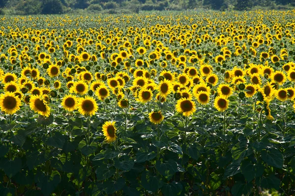 Many large and bright sunflowers on the field. Large yellow peta — Stock Photo, Image