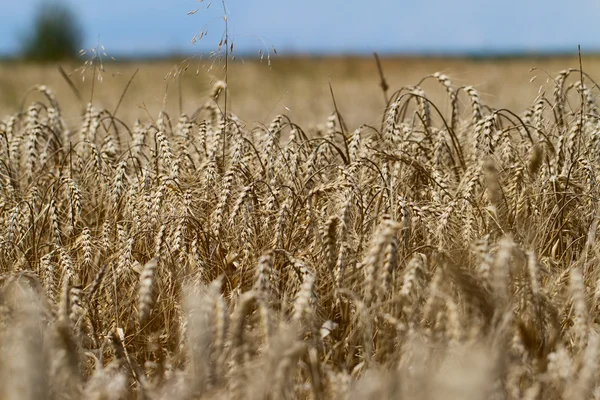 Wheat Fields — Stock Photo, Image