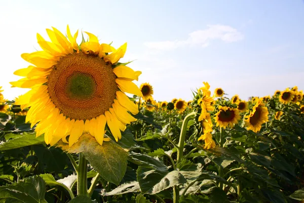 Many large and bright sunflowers on the field. Large yellow peta — Stock Photo, Image