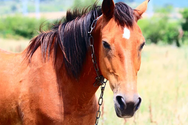 Kuda di padang rumput. — Stok Foto