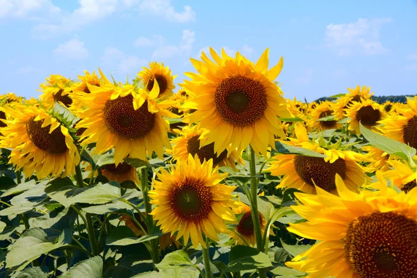 Many large and bright sunflowers on the field. Large yellow peta — Stock Photo, Image