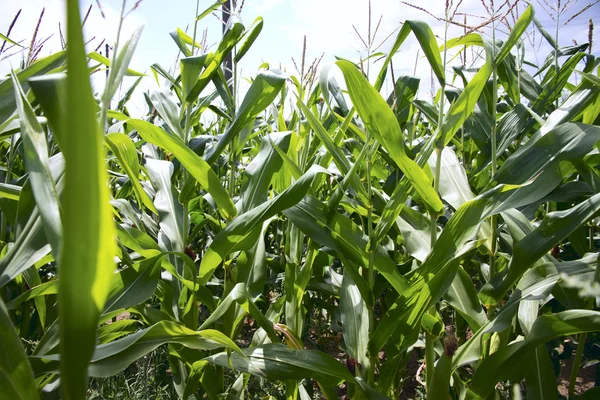 Cornfields.