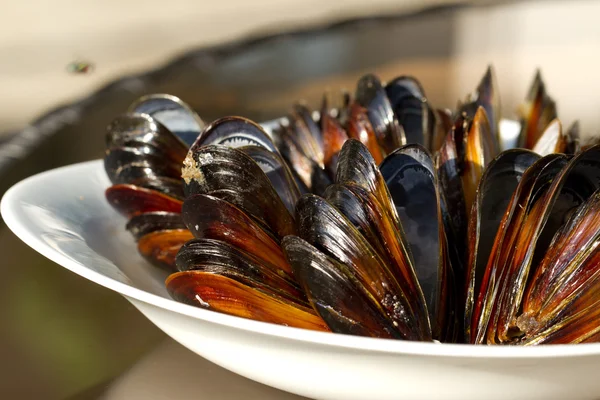 Mussels on the plate — Stock Photo, Image