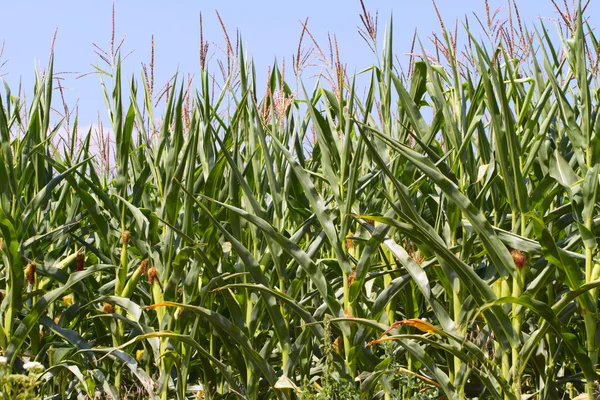 Cornfields. — Stock Photo, Image