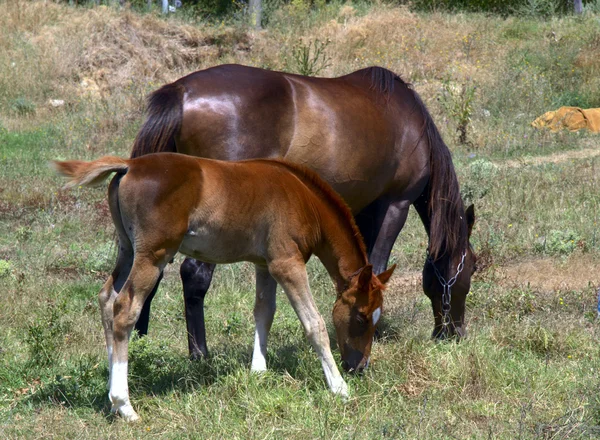 Horse and foal grazing in a meadow — Stock Photo, Image