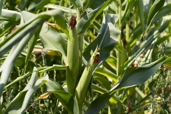 Cornfields. — Stock Photo, Image