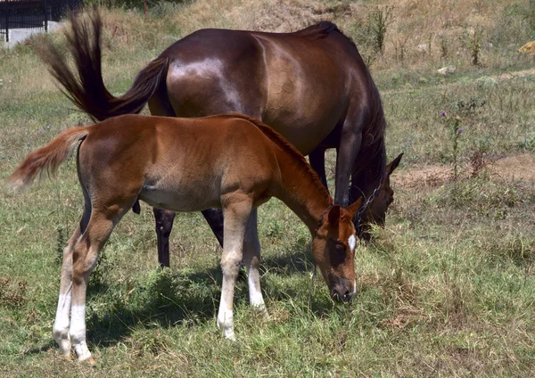 Paard en veulen grazen in een weide — Stockfoto