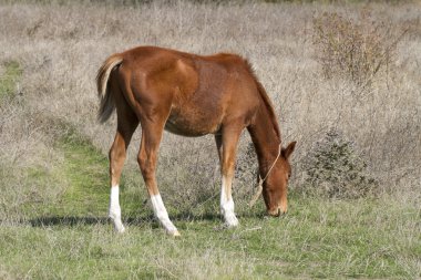 kahverengi yavru bir çayır güneşli bir sonbahar günde otlatma.