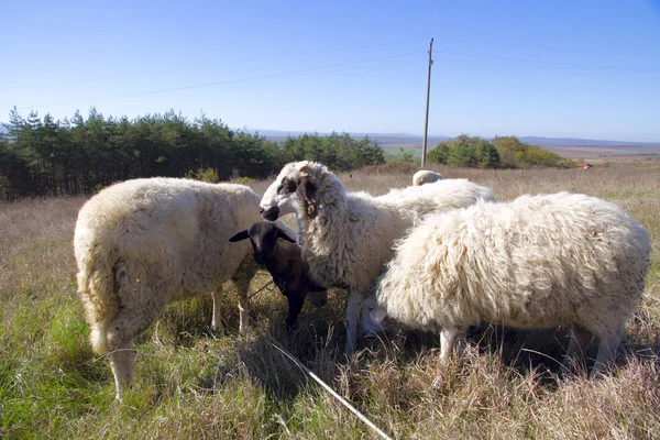 Young lamb grazing in the meadow at sunny autumn afternoon. — Stock Photo, Image