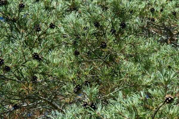 FIR grenar med kottar på en bakgrund av blå himmel i en ljus — Stockfoto