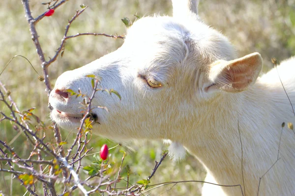 Young lamb eats leaves from a bush sunny autumn afternoon. — Stock Photo, Image