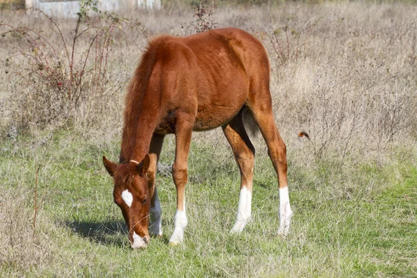 Brown foal merumput di padang rumput di musim gugur yang cerah . — Stok Foto
