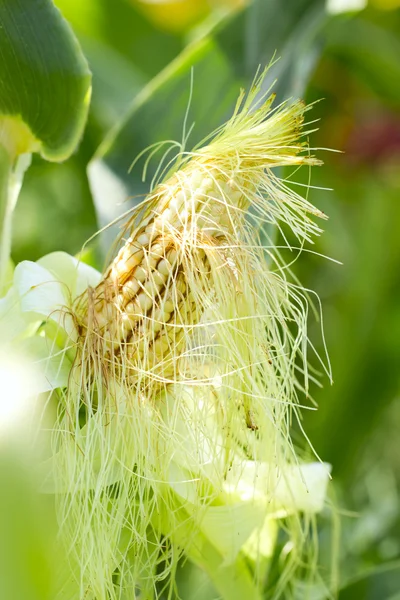 Green ear of corn in a corn field.