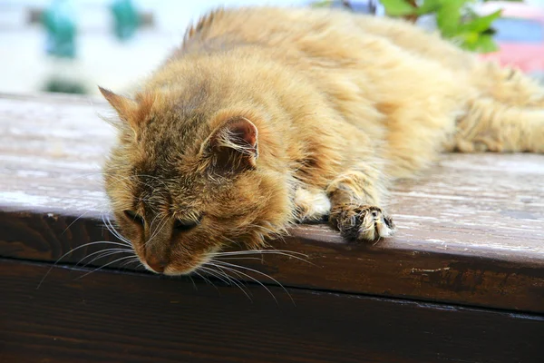 Kırmızı kabarık kedi çit oturur — Stok fotoğraf