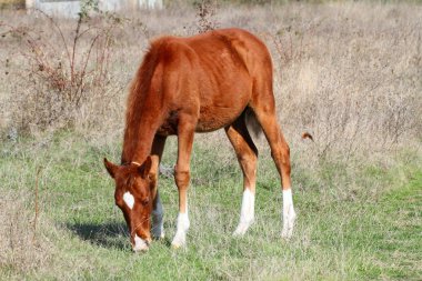 güneşli bir sonbahar günde bir çayır otlatma kahverengi at.