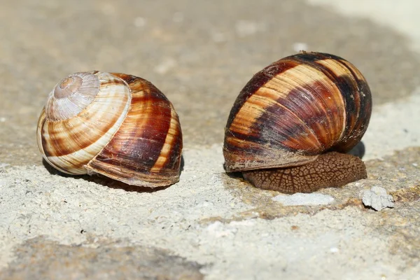 Lumaca bruna terrosa nel guscio fotografato da vicino. Corna di lumaca . — Foto Stock