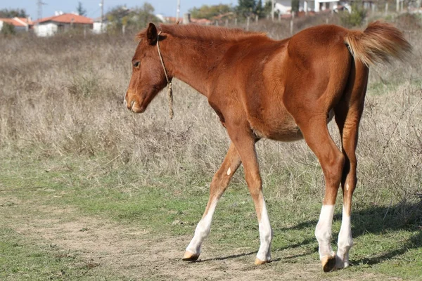 Coklat kuda merumput di padang rumput di musim gugur cerah . — Stok Foto
