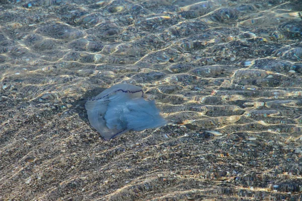 Grandes medusas flotando en el agua cerca de la costa . — Foto de Stock