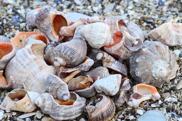 Veel kleurrijke shells en koraal op het zand. — Stockfoto