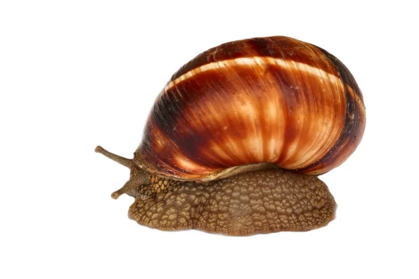 Earthy brown snail in the shell photographed close. Snail horns. — Stock Photo, Image