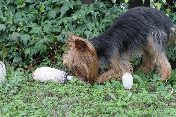 Dog and mushrooms — Stock Photo, Image