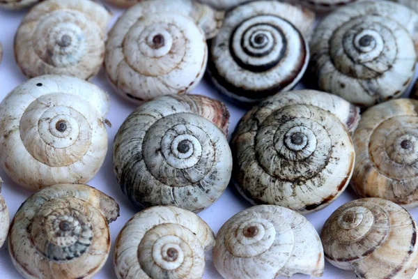 Caracol marrom terroso na concha fotografado perto . — Fotografia de Stock