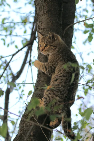 灰色のふわふわした猫は枝の中の木の上に座っているし、葉 ストック写真