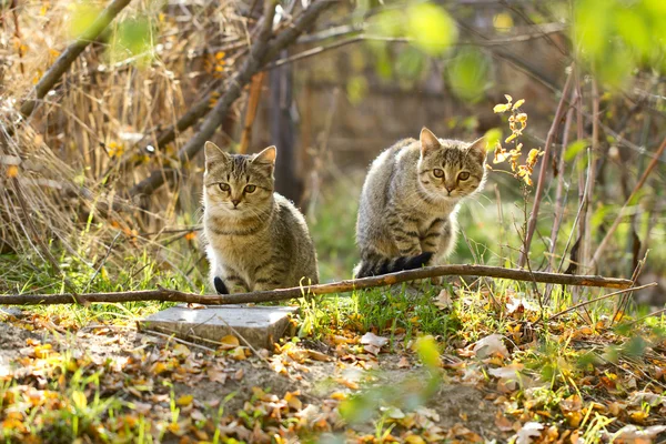 Két szürke bolyhos macska ül az ágak és levelek közelében — Stock Fotó