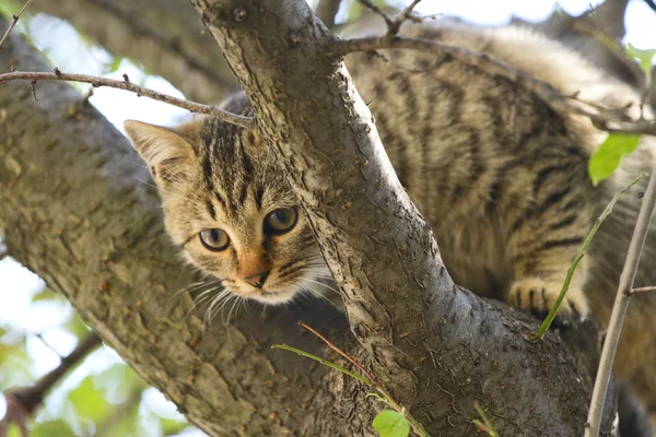 Gri tüylü kedi bir ağacın dalları arasında oturur ve yaprakları — Stok fotoğraf