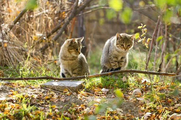 2 つの灰色のフワフワした猫は枝や葉の近くに座っています。 ストックフォト