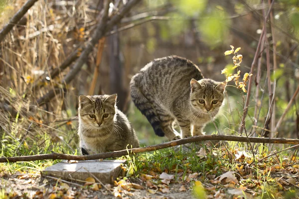 2 つの灰色のフワフワした猫は枝や葉の近くに座っています。 ロイヤリティフリーのストック画像