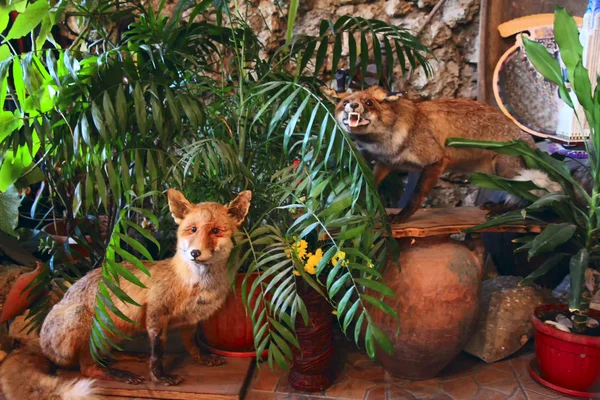 Stuffed red fox in the grass and trees — Stock Photo, Image