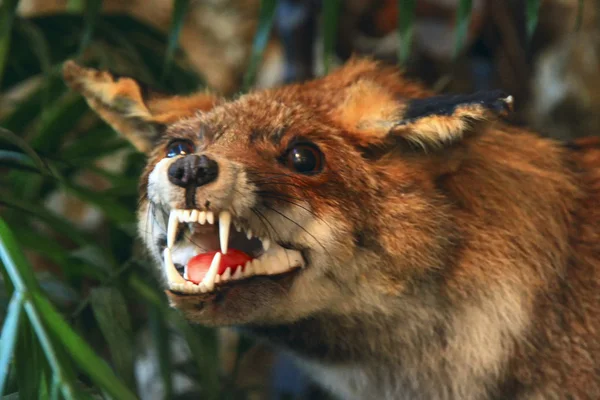 Stuffed red fox in the grass and trees — Stock Photo, Image