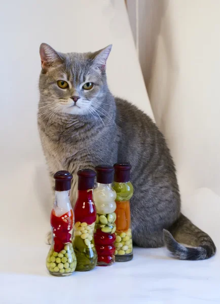 Серый кот с желтыми глазами рядом с декоративными бутылками с консервами — стоковое фото